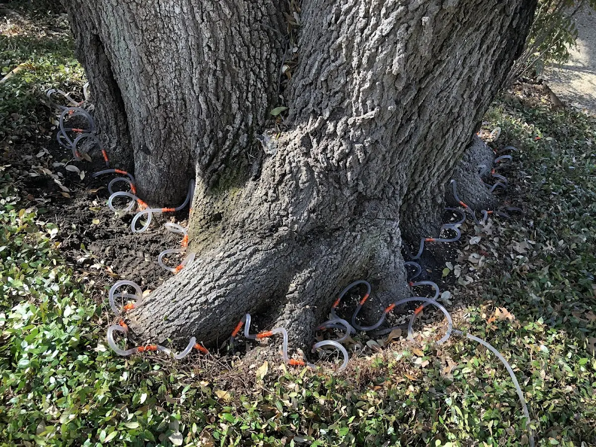 Detailed Tree Cabling and Bracing job site in Wakita