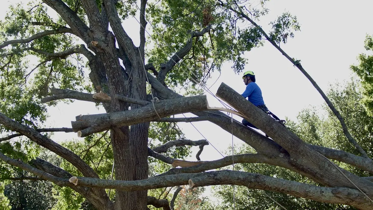 Professional Crown Thinning performed by certified arborists in Wakita