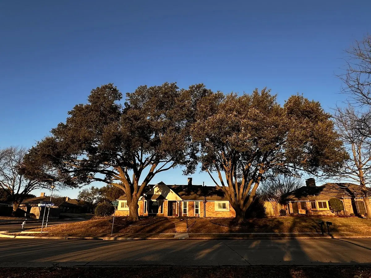 Established residential canopy tree shading a home in Wakita